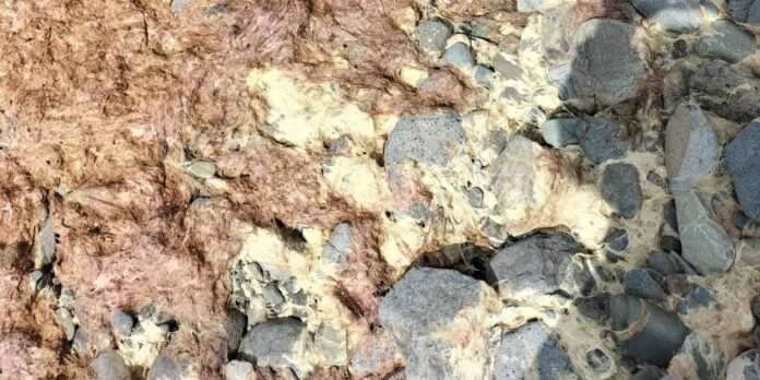 Aparece una especie de alga inusual en la playa de Tarajalejo