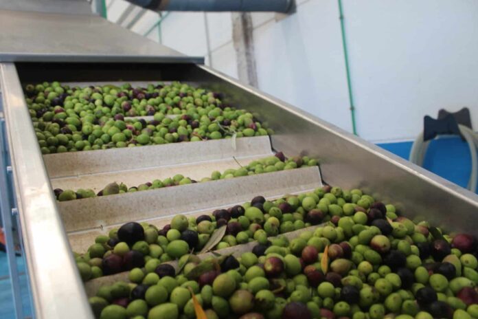 El Cabildo pone a disposición su servicio de almazara con la llegada de la temporada de recogida de aceituna