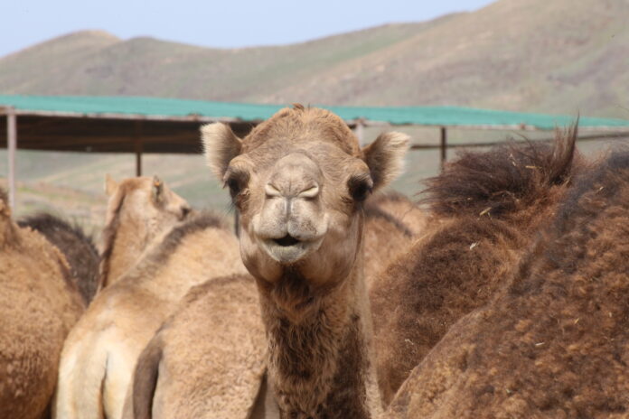 Oasis Wildlife Fuerteventura en colaboración con MasterD presentan la tercera Edición Animal Keeper Camp