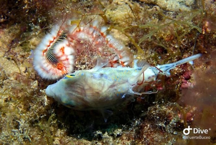 Ayuntamiento y Fuertebuceo colaboran en la limpieza continua de los fondos marinos