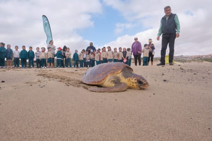 El Cabildo libera una tortuga recuperada ante la presencia de escolares del CEIP Puerto Cabras