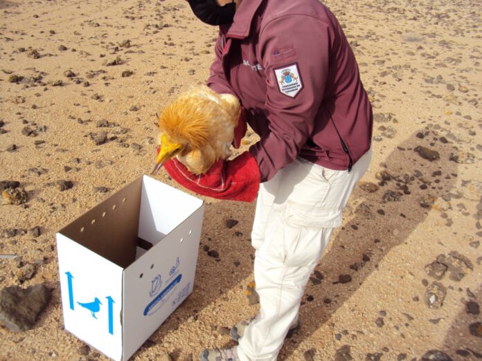 El Cabildo atiende a más de 840 ejemplares de fauna silvestre accidentada en 2023