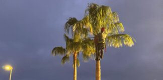 Fuerteventura, bonita por naturaleza actúa sobre las palmeras del Centro de Juventud
