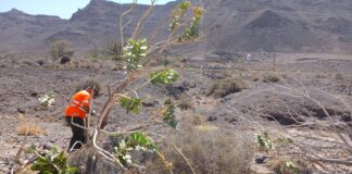 El Cabildo retira 36 ejemplares de una planta exótica en Giniginamar
