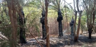 Un nuevo incendio provocado afecta a cuatro palmeras en el Bosque de Costa Calma