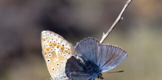 Las mariposas de Timanfaya ayudan a medir la salud del ecosistema volcánico