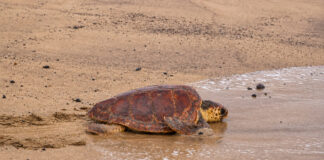 El Cabildo recuerda que la mejor ayuda para una tortuga marina en apuros es llamar al 112